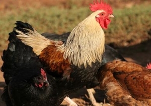 � ������ ��������������� ����������� ����������