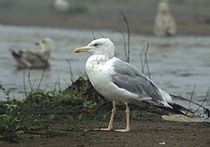 �������������� ������� �����