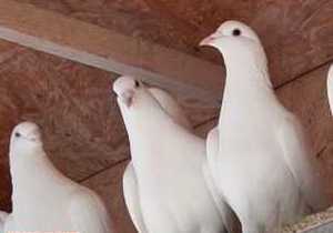 �� ���������������� ������ �������� ���������� �������� �����