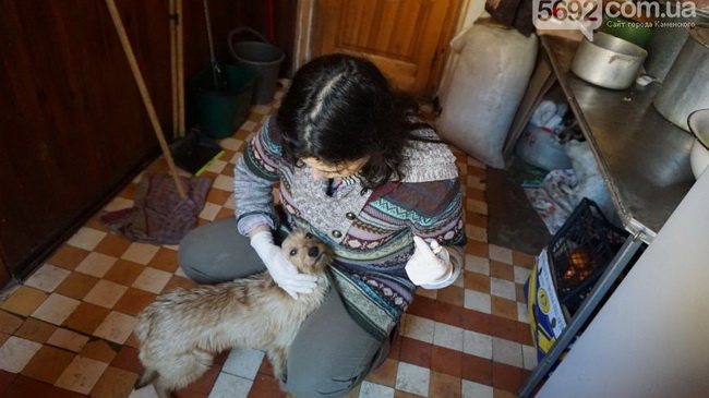 Собачья проблема в Каменском