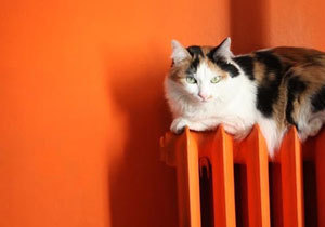 ����� � ������ �������� ���������