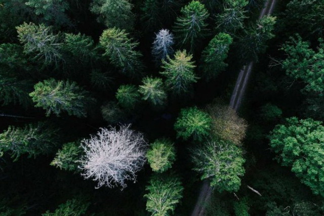На территории Куриловского лесхоза высадят 20 тысяч ёлок