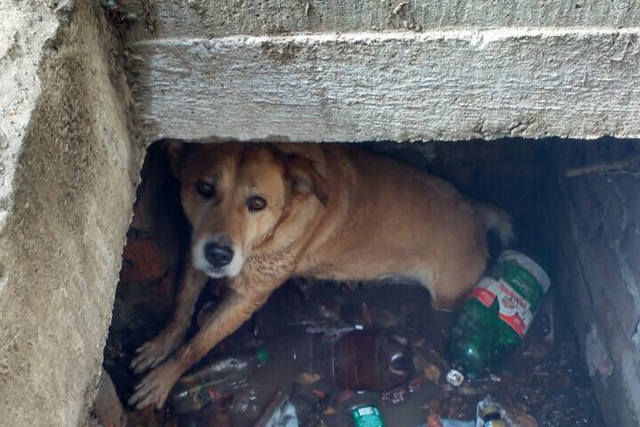 В Днепре сотрудники ГСЧС освободили собаку, которая упала в открытый люк