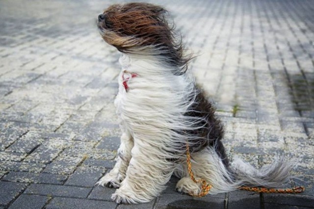 фото из открытых источников На Дніпропетровщині рятувальники попереджають про пориви вітру