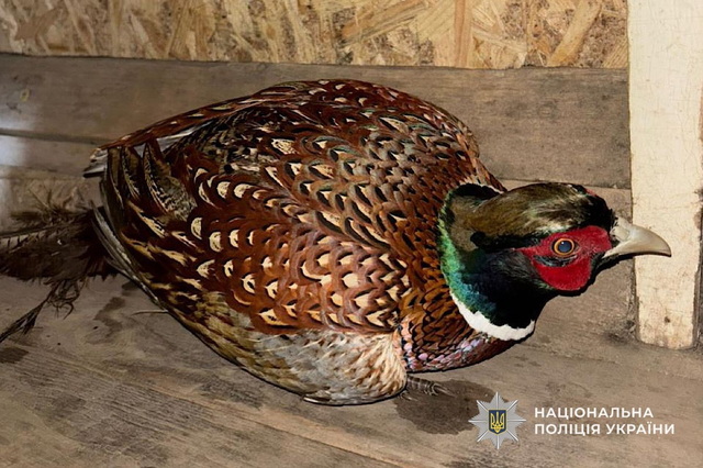 Запутался в защитной сетке: в Никопольском районе полицейские спасли дикую птицу