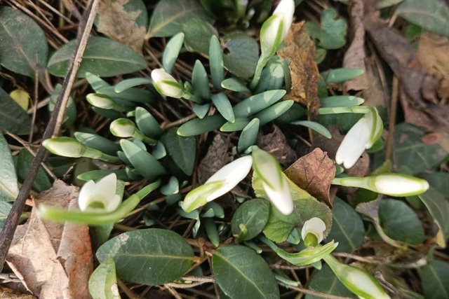 Підсніжники. Суспільне Дніпро Без существенных осадков до 10° тепла. Какую погоду прогнозируют на Днепропетровщине с 3 по 7 марта