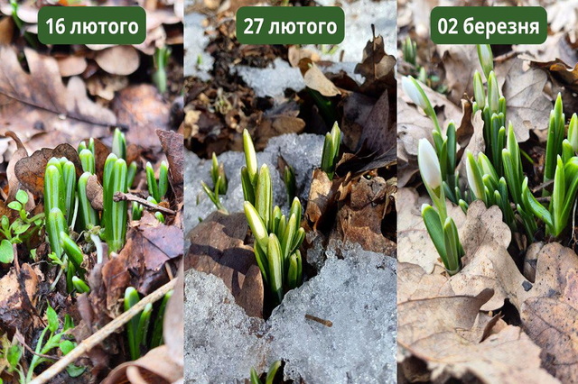 � �����������-����������� ���������� ����������� �������, ���� �� ���� ��������