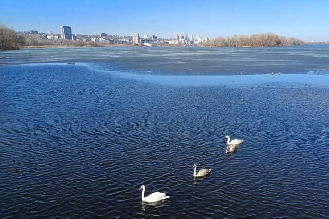 На Перемозі на косі загинув лебідь: міг померти від хліба