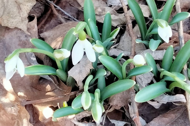 � ������� ��� ����� ������� �����������