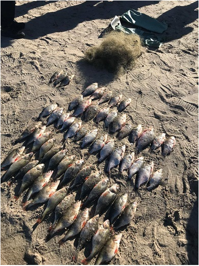 �� ������������� ����������� �������� ������� 10 �� ����, �������� ������ �� ����� 140 ���. ���