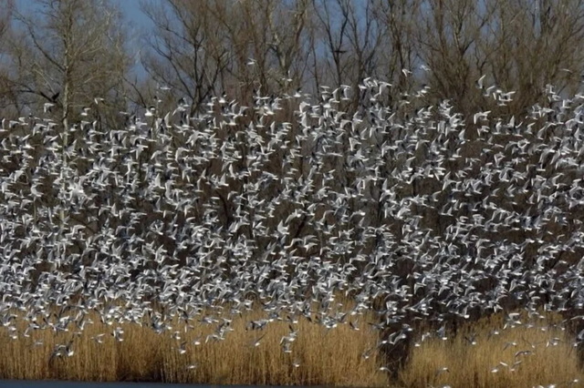 У Дніпрі сотні мартинів влаштували дивовижне шоу над річкою