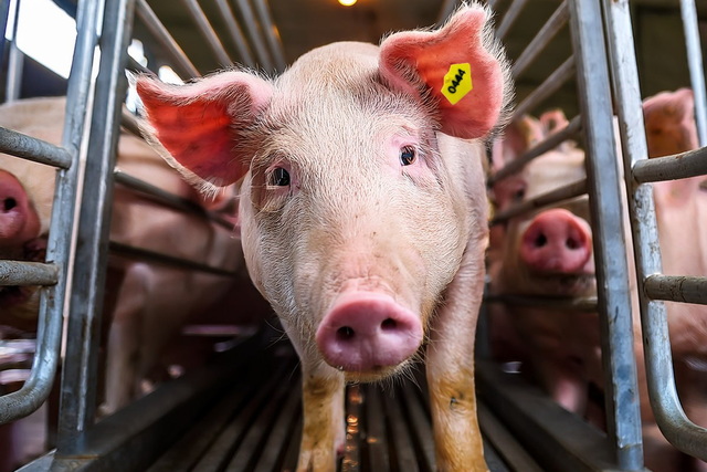 �� ���������������� ������� ������ ����������� ���� ������