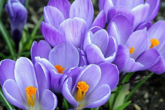 Жителям Днепропетровщины напомнили о запрете срывать первоцветы: нарушителей будут штрафовать