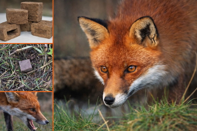 На Дніпропетровщині розпочнеться масова імунізація від сказу