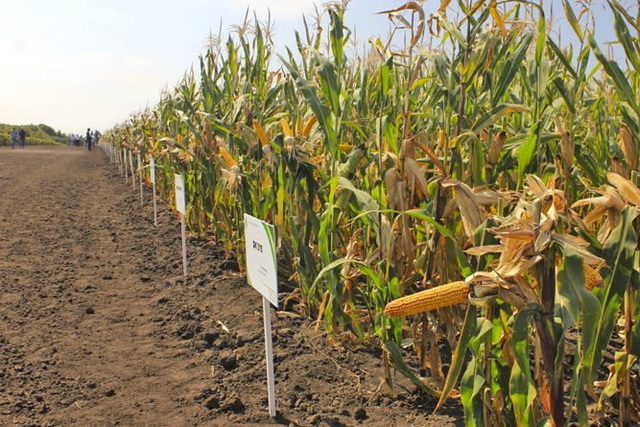 Історія Дніпра: 70 років тому було створено Інститут кукурудзи