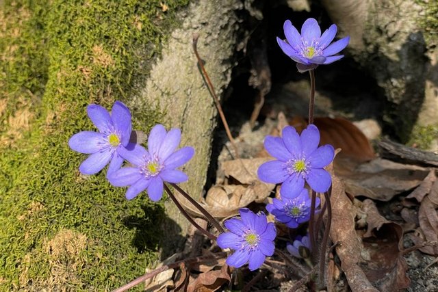 Підліски звичайні. Суспільне Дніпро Невеликі дощі та до 19° тепла: прогноз погоди для Дніпропетровщини з 24 по 30 березня