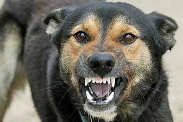 ілюстративне фото з відкритих джерел У Синельниковому на Дніпропетровщині оголосили карантин через сказ у безпритульного собаки