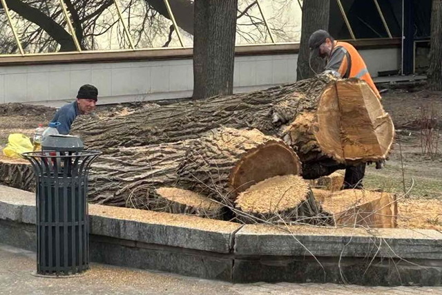 Обрізання дерев біля входу до парку Шевченка. Жителі Дніпра обурені спилюванням дерев у парку Шевченка та на Монастирському острові