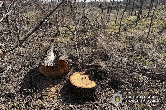 На Криворожье мужчина незаконно вырубил деревья на территории ландшафтного заказника