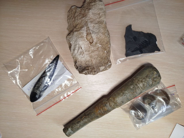 Историческому музею Днепра подарили палеонтологическую коллекцию