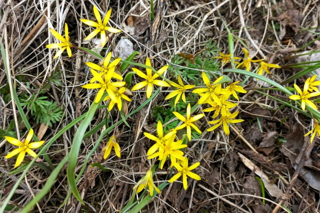 ���� ���������������� ������� ��������� �����������