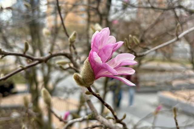 � ����� �������� �������