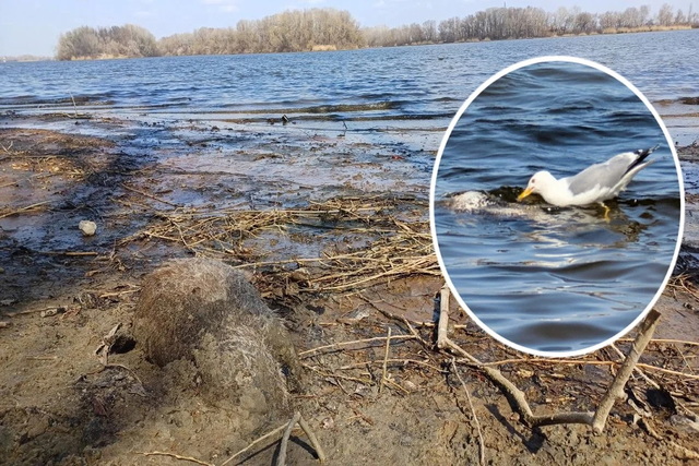 У Дніпрі на косі Перемоги виявили мертву нутрію: раніше тут загинув лебідь
