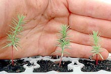 ������� ��������� 295 ���. ���. �� ���������� � ���������������