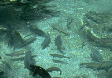 �� ������, �� �����. ����������� ���� � ������� ������� �����������