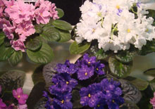 �������� ������������� ������ 