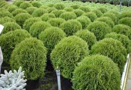 ������� ������ ������ �� ��������