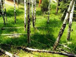 ˳���� �� ���������� ������������ � 2009 ����