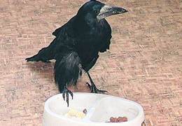  ���������� ������ ����� �����