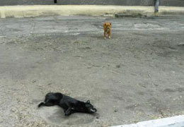 � ���������������� ������ �����