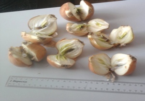 � ��������������� ������� ���������� ��������� � ������ ����� � �������� ����