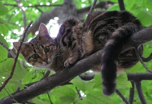 В Днепропетровске появилась служба спасения котов