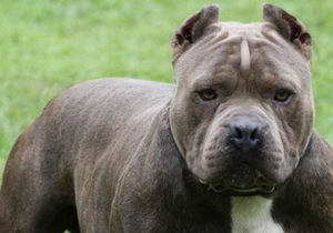 ��������� ����������� �� ��� ������� 17 ������ ������ ����� ��� ����������