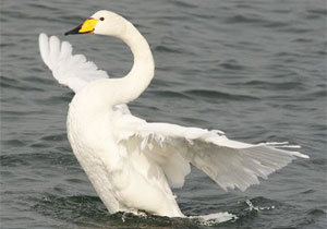 ����������� ������ ��������� ��������� �����