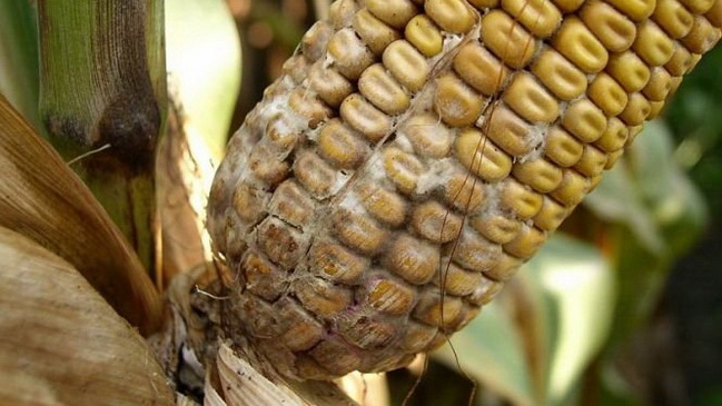 В Каменском задержали 20 тонн зараженной американской кукурузы