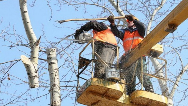 Коммунальщики Каменского вовремя провели санитарную обрезку деревьев