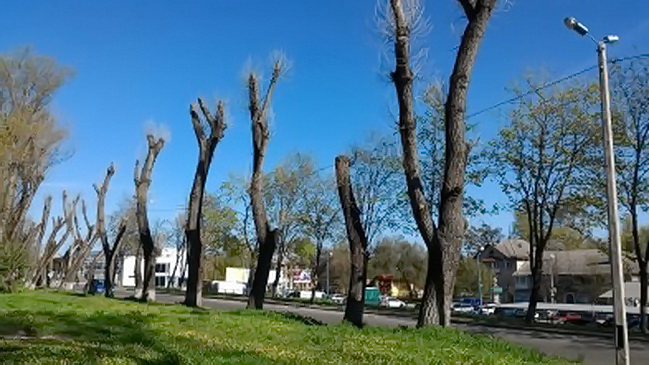 На озеленение Каменского потратят 7 млн гривен