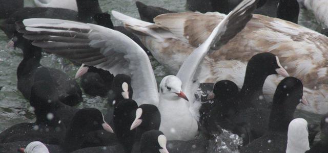 ������� � ���� �������� ������������� ���� ����