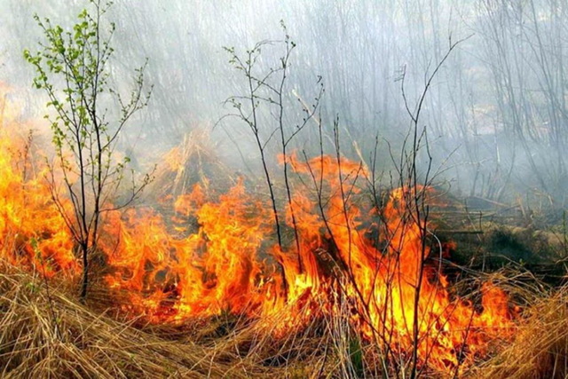 В Куриловке ликвидировали пожар в лесничестве