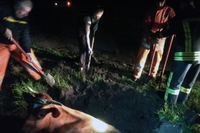 На Днепропетровщине спасатели освободили корову, которая провалилась в сливную яму