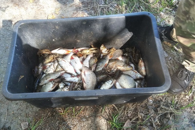В Самарском районе браконьеры наловили рыбы на 196 тысяч гривен