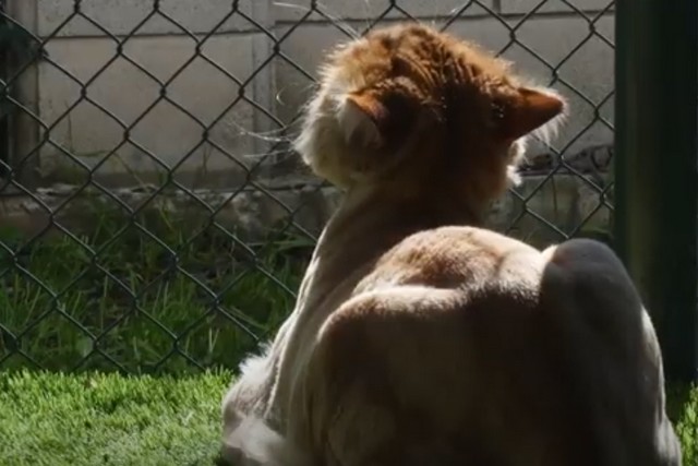 � ������ �������� ������� �����: ��� � ��� ����� ������������