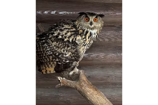 ��� � ������ ������ ����� ������� ������ ����