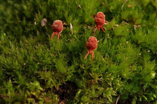 � ���������������� ������� �������� ����-������� ������: ��� ��� � ����� �� ������������