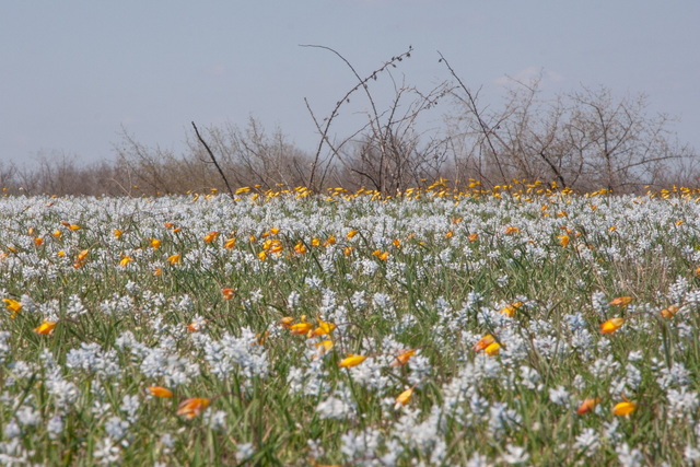 На Днепропетровщине зацвели растения из Красной книги Украины