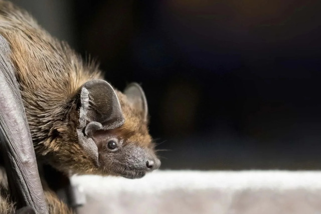 У Дніпрі випустять на волю сотні врятованих кажанів: де це станеться